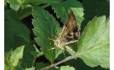 Heliothis maritima adaucta