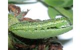 Heliothis Heliothis