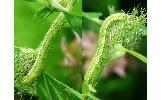 Heliothis Heliothis