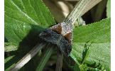 Hypena trigonalis