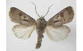 Agrotis exclamationis informis