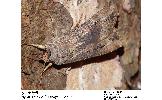 Agrotis ipsilon