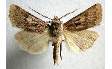 Agrotis Agrotis