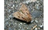 Agrotis Agrotis