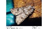 Agrotis Agrotis