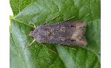 Agrotis Agrotis