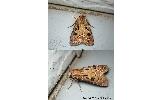 Agrotis exclamationis informis