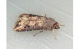 Agrotis ipsilon