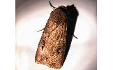 Agrotis Agrotis