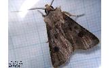 Agrotis segetum