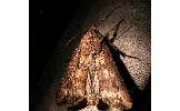 Agrotis Agrotis