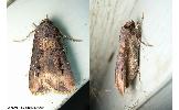 Agrotis ipsilon