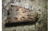 Agrotis Agrotis