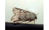 Agrotis segetum