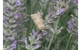 Agrotis segetum