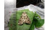 Agrotis Agrotis