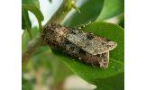 Agrotis Agrotis