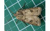 Agrotis segetum