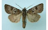 Agrotis Agrotis