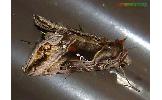 Autographa Autographa