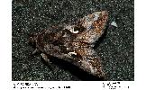 Autographa mandarina