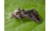 Autographa nigrisigna