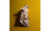 Autographa Autographa