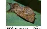 Micromelalopha Micromelalopha