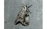 Anacronicta Anacronicta