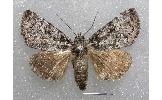 Anacronicta Anacronicta