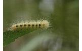 Anacronicta caliginea