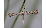 Platyptilia Platyptilia