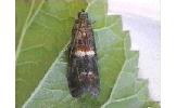 Acrobasis Acrobasis