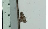 Acrobasis heringii