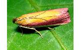 Oncocera semirubella