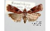 Acrobasis birgitella