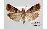 Acrobasis encaustella