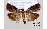 Acrobasis Acrobasis