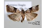 Acrobasis Acrobasis