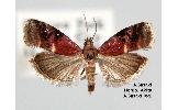 Conobathra bellulella