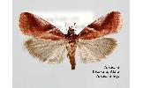 Conobathra ferruginella