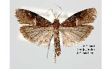 Etielloides kogii