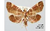 Stemmatophora Stemmatophora