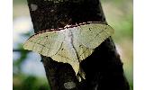 Actias aliena aliena