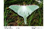 Actias gnoma gnoma