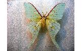 Actias Actias