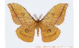 Antheraea Antheraea