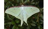 Actias aliena aliena