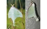 Actias Actias