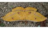 Antheraea yamamai yamamai